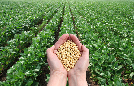 soybean in hands